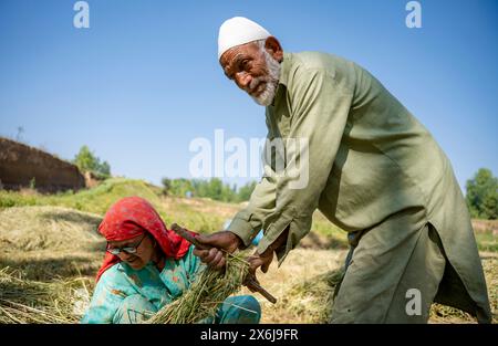 Budgam, Inde. 15 mai 2024. Un couple âgé ramasse de l'herbe pour son bétail sur ses terres agricoles par une journée ensoleillée. (Crédit image : © Idrees Abbas/SOPA images via ZUMA Press Wire) USAGE ÉDITORIAL SEULEMENT! Non destiné à UN USAGE commercial ! Banque D'Images