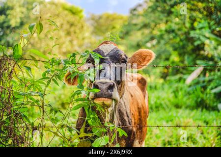 Photo d'espèces de vaches d'Amérique centrale dans le champ Banque D'Images