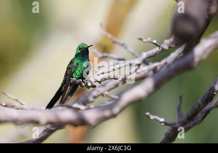 Émeraude cubaine ou Esmeralda Cubana - Un colibri à Cuba (Riccordia ricordii) . Banque D'Images
