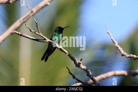Émeraude cubaine ou Esmeralda Cubana - Un colibri à Cuba (Riccordia ricordii) . Banque D'Images