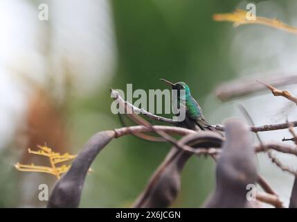 Émeraude cubaine ou Esmeralda Cubana - Un colibri à Cuba (Riccordia ricordii) . Banque D'Images