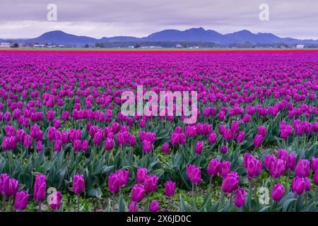 Champs de fleurs de tulipes dans la vallée de Skagit, Washington, États-Unis. Banque D'Images