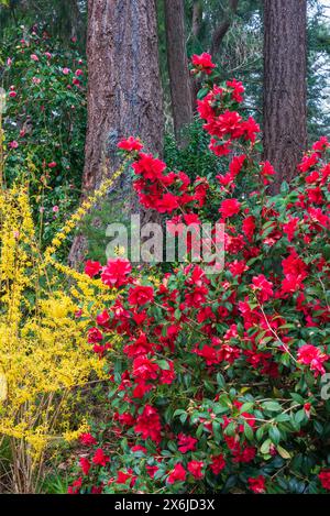 Fleurs de camélia et de Forsythia dans les jardins Finnerty, Victoria, île de Vancouver, Colombie-Britannique, Canada. Banque D'Images