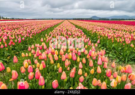 Champs de fleurs de tulipes dans la vallée de Skagit, Washington, États-Unis. Banque D'Images
