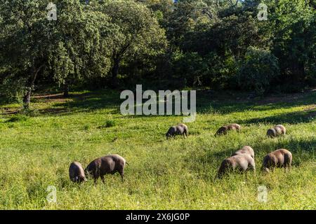 Troupeau de porcs ibériques, sus scrofa domestica, Sierra Morena, Sierra Norte de Sevilla, province de Séville, Andalousie Banque D'Images