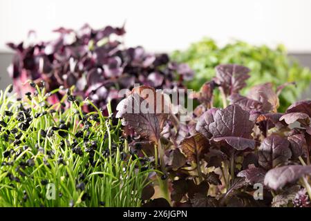 Gros plan de différents types de microgreens Banque D'Images
