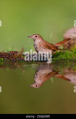 Nachtigall, Rufous Nightingale, Nightingale, Common Nightingale (Luscinia megarhynchos), Rossignol philomËle, RuiseÒor com˙n Banque D'Images