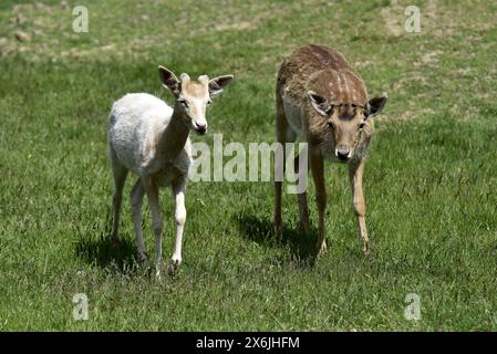 Non exclusif : VINNYTSIA, UKRAINE - 14 MAI 2024 - des cerfs sont vus dans le zoo de Podilskyi, Vinnytsia, centre-ouest de l'Ukraine. Banque D'Images