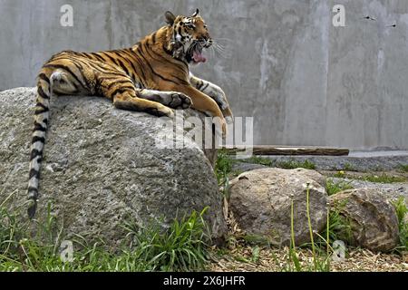 Non exclusif : VINNYTSIA, UKRAINE - 14 MAI 2024 - la tigresse d'Ussuri est vue dans le zoo de Podilskyi, Vinnytsia, dans le centre-ouest de l'Ukraine. Banque D'Images