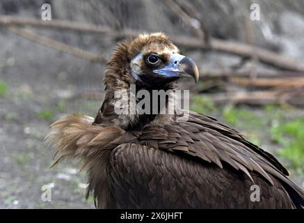 Non exclusif : VINNYTSIA, UKRAINE - 14 MAI 2024 - Un vautour est vu dans le zoo de Podilskyi, Vinnytsia, centre-ouest de l'Ukraine. Banque D'Images