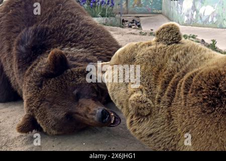 Non exclusif : VINNYTSIA, UKRAINE - 14 MAI 2024 - des ours sont vus dans le zoo de Podilskyi, Vinnytsia, centre-ouest de l'Ukraine. Banque D'Images
