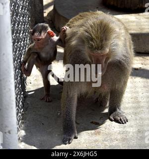 Non exclusif : VINNYTSIA, UKRAINE - 14 MAI 2024 - des babouins sont vus dans le zoo de Podilskyi, Vinnytsia, centre-ouest de l'Ukraine. Banque D'Images