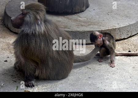 Non exclusif : VINNYTSIA, UKRAINE - 14 MAI 2024 - des babouins sont vus dans le zoo de Podilskyi, Vinnytsia, centre-ouest de l'Ukraine. Banque D'Images