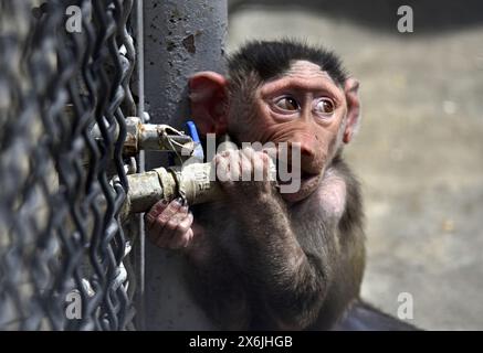 Non exclusif : VINNYTSIA, UKRAINE - 14 MAI 2024 - Un bébé babouin est vu dans le zoo de Podilskyi, Vinnytsia, centre-ouest de l'Ukraine. Banque D'Images