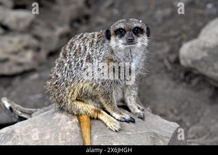 Non exclusif : VINNYTSIA, UKRAINE - 14 MAI 2024 - Une suricate est vue dans le zoo de Podilskyi, Vinnytsia, centre-ouest de l'Ukraine. Banque D'Images