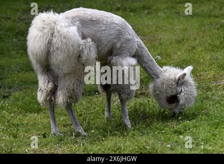 Non exclusif : VINNYTSIA, UKRAINE - 14 MAI 2024 - Alpaga est vu dans le zoo de Podilskyi, Vinnytsia, centre-ouest de l'Ukraine. Banque D'Images