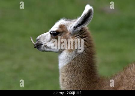 Non exclusif : VINNYTSIA, UKRAINE - 14 MAI 2024 - Un lama est vu dans le zoo de Podilskyi, Vinnytsia, centre-ouest de l'Ukraine. Banque D'Images