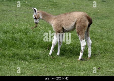 Non exclusif : VINNYTSIA, UKRAINE - 14 MAI 2024 - Un lama est vu dans le zoo de Podilskyi, Vinnytsia, centre-ouest de l'Ukraine. Banque D'Images
