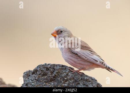 Wüstengimpel, Wüstentrompeter, Finch trompettiste (Rhodopechys githaginea), Roselin githagine, Bouvreuil githagine, Camachuelo Trompetero, (Bucanetes GI Banque D'Images