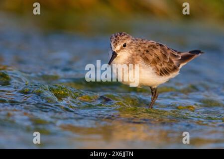 Zwergstrandläufer, Little Stint, (Calidris minuta), Bécasseau minute, Correlimos Menudo Banque D'Images