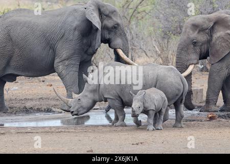 Éléphants de brousse d'Afrique (Loxodonta africana) et rhinocéros blancs du sud (Ceratotherium simum simum), éléphants taureaux et rhinocéros femelles adultes, drinki Banque D'Images
