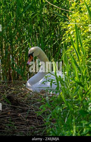 Cygne muet femelle (Cygnus olor) reproduisant des œufs sur le nid dans le lit de roseaux / roseaux au printemps Banque D'Images