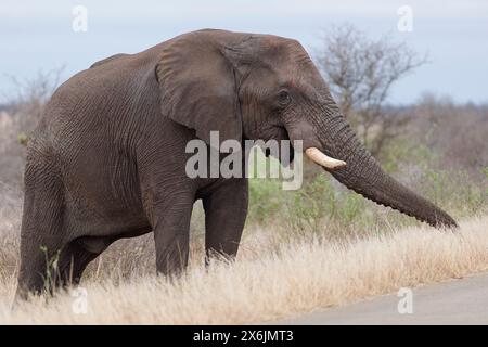 Éléphant de brousse d'Afrique (Loxodonta africana), mâle adulte debout à côté de la route goudronnée, butinant, Parc national Kruger, Afrique du Sud, Afrique Banque D'Images