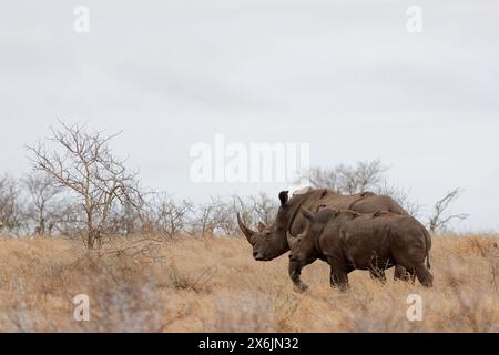 Rhinocéros blancs du sud (Ceratotherium simum simum), mère de jeunes marchant dans l'herbe sèche avec des pics à bec rouge (Buphagus erythrorynchus), Banque D'Images