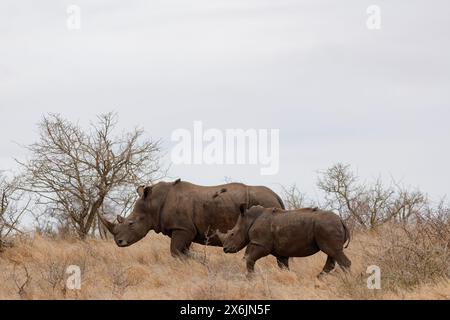 Rhinocéros blancs du sud (Ceratotherium simum simum), mère de jeunes marchant dans l'herbe sèche avec des pics à bec rouge (Buphagus erythrorynchus), Banque D'Images