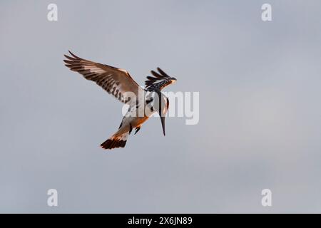 kingfisher pied (Ceryle rudis), femelle adulte, en vol stationnaire, pêchant à la lumière du matin, parc national Kruger, Afrique du Sud, Afrique Banque D'Images