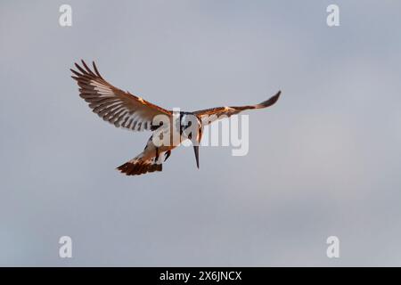 kingfisher pied (Ceryle rudis), femelle adulte, en vol stationnaire, pêchant à la lumière du matin, parc national Kruger, Afrique du Sud, Afrique Banque D'Images