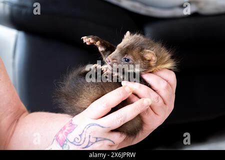 Martre de hêtre (Martes foina), bien-être animal pratique, le jeune animal est examiné après son arrivée dans un centre de sauvetage de la faune, Rhénanie du Nord-Westphalie Banque D'Images