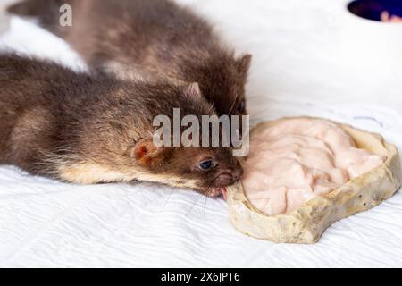 Martre de hêtre (Martes foina), bien-être animal pratique, deux jeunes animaux mangeant dans un centre de sauvetage de la faune, Rhénanie du Nord-Westphalie, Allemagne Banque D'Images