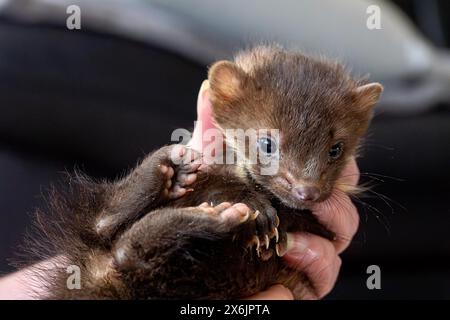 Martre de hêtre (Martes foina), bien-être animal pratique, le jeune animal est examiné après son arrivée dans un centre de sauvetage de la faune, Rhénanie du Nord-Westphalie Banque D'Images