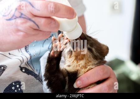 Martre de hêtre (Martes foina), bien-être animal pratique, jeune animal reçoit du lait avec une bouteille dans un centre de sauvetage de la faune, Rhénanie du Nord-Westphalie Banque D'Images