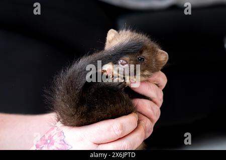 Martre de hêtre (Martes foina), bien-être animal pratique, le jeune animal est examiné après son arrivée dans un centre de sauvetage de la faune, Rhénanie du Nord-Westphalie Banque D'Images