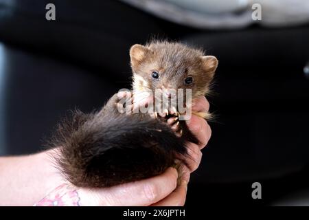 Martre de hêtre (Martes foina), bien-être animal pratique, le jeune animal est examiné après son arrivée dans un centre de sauvetage de la faune, Rhénanie du Nord-Westphalie Banque D'Images