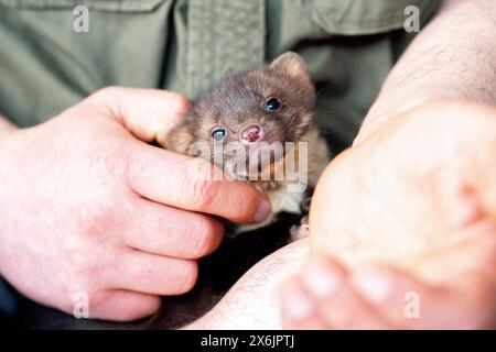 Martre de hêtre (Martes foina), bien-être animal pratique, jeune animal en main dans un centre de sauvetage de la faune, Rhénanie du Nord-Westphalie, Allemagne Banque D'Images