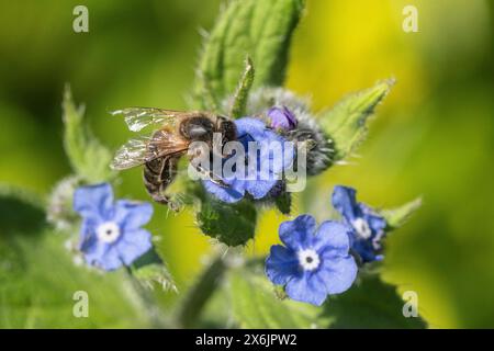 Abeille mellifera (Apis mellifera) sur langue de bœuf espagnol (Pentaglottis sempervirens), Emsland, basse-Saxe, Allemagne Banque D'Images