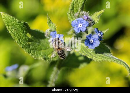 Abeille mellifera (Apis mellifera) sur langue de bœuf espagnol (Pentaglottis sempervirens), Emsland, basse-Saxe, Allemagne Banque D'Images