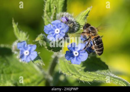 Abeille mellifera (Apis mellifera) sur langue de bœuf espagnol (Pentaglottis sempervirens), Emsland, basse-Saxe, Allemagne Banque D'Images