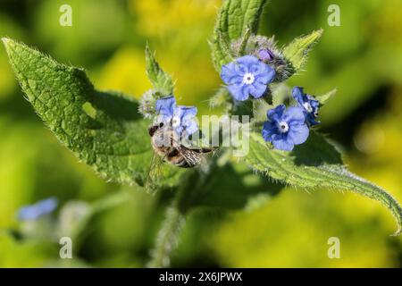 Abeille mellifera (Apis mellifera) sur langue de bœuf espagnol (Pentaglottis sempervirens), Emsland, basse-Saxe, Allemagne Banque D'Images