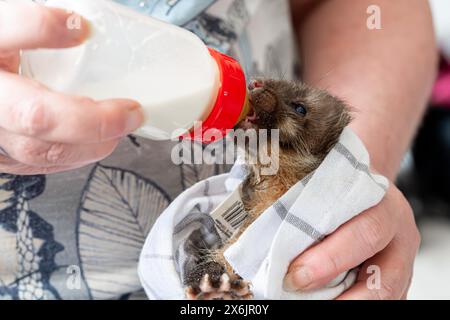 Martre de hêtre (Martes foina), bien-être animal pratique, jeune animal reçoit du lait avec une bouteille dans un centre de sauvetage de la faune, Rhénanie du Nord-Westphalie Banque D'Images