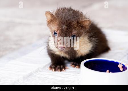 Martre de hêtre (Martes foina), bien-être animal pratique, jeune animal au bol alimentaire dans un centre de sauvetage de la faune, Rhénanie du Nord-Westphalie, Allemagne Banque D'Images