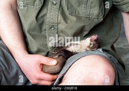 Martre de hêtre (Martes foina), bien-être animal pratique, jeune animal dormant sur la main dans un centre de sauvetage de la faune, Rhénanie du Nord-Westphalie, Allemagne Banque D'Images