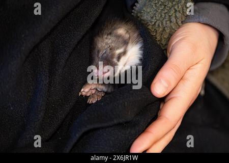 Martre de hêtre (Martes foina), bien-être animal pratique, jeune animal dormant sur la main dans un centre de sauvetage de la faune, Rhénanie du Nord-Westphalie, Allemagne Banque D'Images