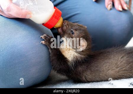 Martre de hêtre (Martes foina), bien-être animal pratique, jeune animal reçoit du lait avec une bouteille dans un centre de sauvetage de la faune, Rhénanie du Nord-Westphalie Banque D'Images