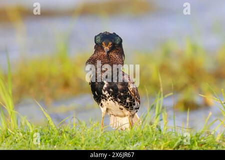 Ruf (Philomachus pugnax), comportement d’accouplement, plumage d’accouplement, se tenir debout dans un pré humide, oiseaux snipe, faune sauvage, Ochsenmoor, Naturpark Duemmer See, Huede Banque D'Images