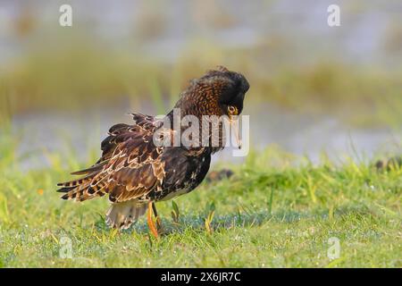 Ruf (Philomachus pugnax), comportement d’accouplement, plumage d’accouplement, se tenir debout dans un pré humide, oiseaux snipe, faune sauvage, Ochsenmoor, Naturpark Duemmer See, Huede Banque D'Images