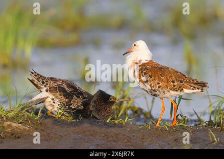 Ruf (Philomachus pugnax), comportement d’accouplement, plumage d’accouplement, oiseaux à nipe, Ochsenmoor, parc naturel Duemmer See, Huede basse-Saxe, Allemagne Banque D'Images